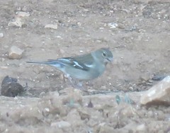 Fringilla coelebs africana