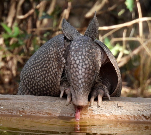 Mexican Long-nosed Armadillo, Kimble, Texas, United States, photo 8 of 10
