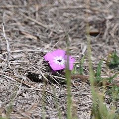Phlox glabriflora