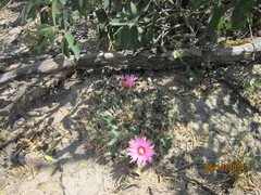 Coryphantha macromeris