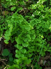 Adiantum jordanii image