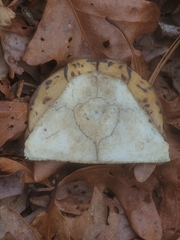 Terrapene carolina carolina