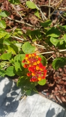 Lantana