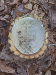 Terrapene carolina carolina