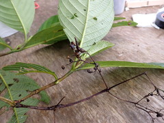 Arachnothryx reflexa