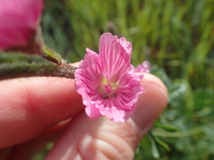Sidalcea malviflora malviflora