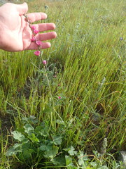 Sidalcea malviflora malviflora