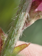 Sidalcea malviflora malviflora
