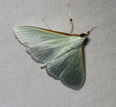 Stemorrhages amphitritalis