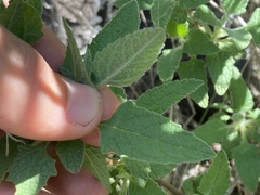 Lepechinia cardiophylla