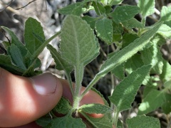Lepechinia cardiophylla