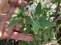 Lepechinia cardiophylla