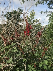 Erythrina × bidwillii