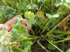 Sidalcea malviflora malviflora