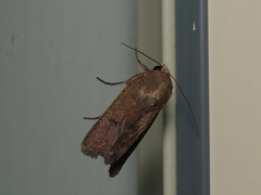 Proteuxoa hypochalchis