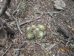 Mammillaria sphaerica