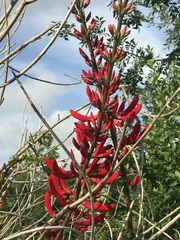 Erythrina × bidwillii