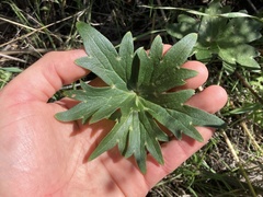 Delphinium cardinale