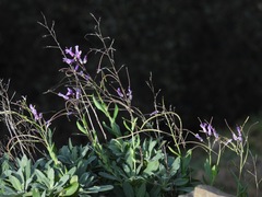 Boechera breweri shastaensis