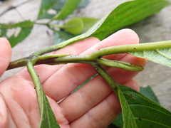 Arachnothryx reflexa