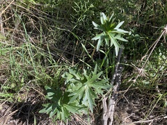 Delphinium cardinale