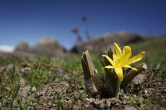 Colchicum luteum