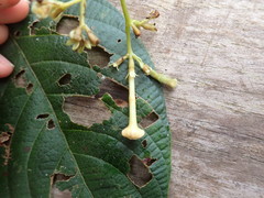 Arachnothryx reflexa