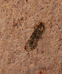 Acridotarsa celsella