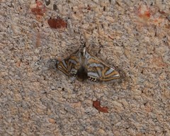 Anydraula pericompsa
