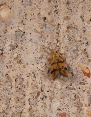 Crocanthes characotis