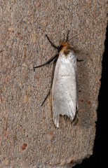 Cryptophasa argyrias
