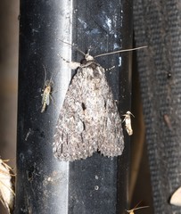 Crioa acronyctoides