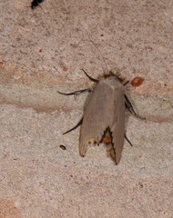 Cryptophasa argyrias