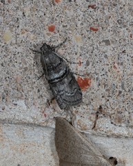 Ctenomeristis subfuscella