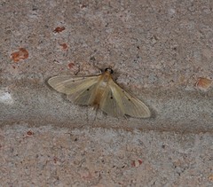 Ectadiosoma straminea