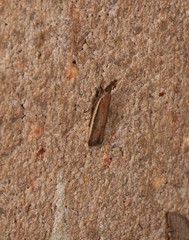 Emmalocera callirrhoda
