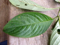 Arachnothryx reflexa