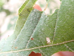 Arachnothryx reflexa