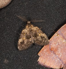 Tolpia conscitulana