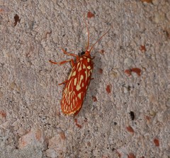 Lactura erythractis