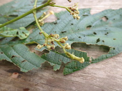 Arachnothryx reflexa