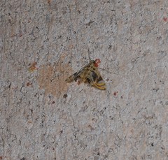 Margarosticha repetitalis