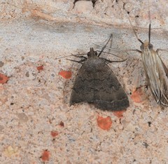 Nodaria aneliopis