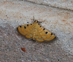 Notarcha