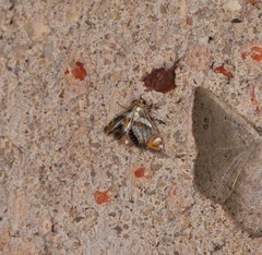 Nymphicula queenslandica