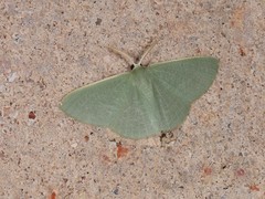 Prasinocyma ocyptera