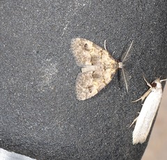 Tolpia conscitulana