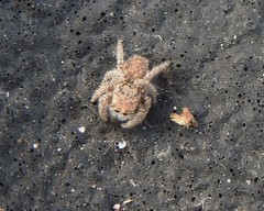 Habronattus hirsutus