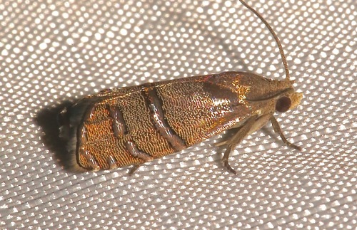 Longleaf Pine Seedworm Moth photo 3