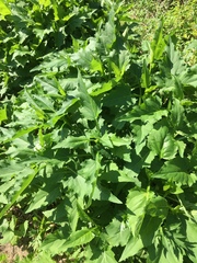 Silphium perfoliatum